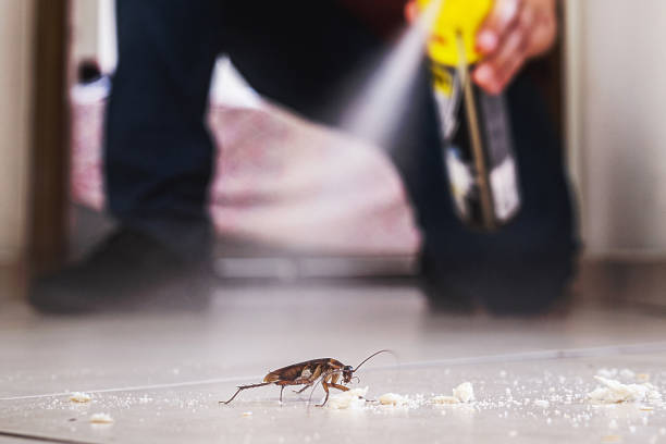 Best Wasp Removal Services  in Sheridan, WY